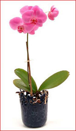  istanbul 14 ubat sevgililer gn iek siparii verin mutlu edin  Phalaenopsis Orchid Plant