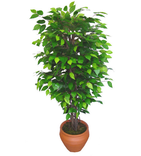 Ficus Benjamin 1,50 cm   istanbul kkekmece iekileri iinde lider ieki firmamz sizler sayesinde bymektedir 