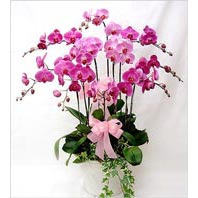  istanbul bahelievler iek online iek siparii  3 adet saksi orkide  - ithal cins -
