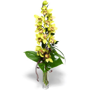  istanbul pendik iek ve pasta sat grsel hediyelik sunar 0 - 216 - 3860018 1 dal orkide iegi - cam vazo ierisinde -