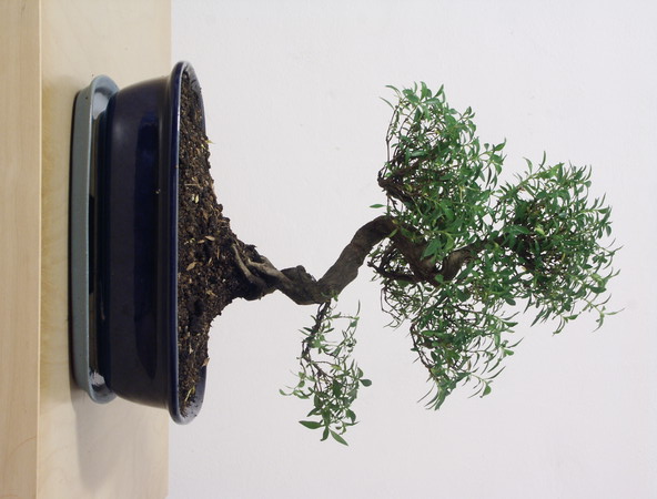 ithal bonsai saksi iegi  istanbul tuzla iek servisi , ieki adresleri 