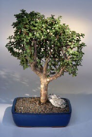  stanbul skdar iek gnderme firmas  ithal bonsai saksi iegi  istanbul esenler online ieki , iek siparii 