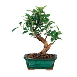  istanbul kadky gvenli kaliteli hzl iek  ithal bonsai saksi iegi  istanbul ili iinde muhteem ve etkili hediyelikler 