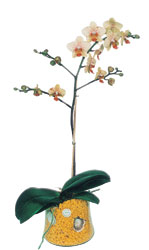  istanbul mraniye iek maazas , ieki adresleri  Phalaenopsis Orkide ithal kalite