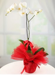 1 dal beyaz orkide saks iei  iek sitemizden yeliksiz online sipari verebilirsiniz 