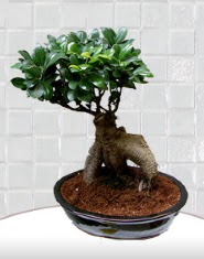 saks iei japon aac bonsai  yurt d iek siparii vermek iin doru yerdesiniz. Bizi arayn 0 - 216 - 3860018 
