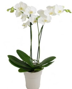 2 dall beyaz orkide  istanbul iin sevgilime en gzel hediye iek ve doru yerdesiniz 