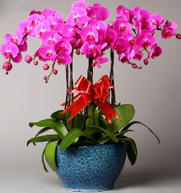 7 dall mor orkide  istanbul ili iinde muhteem ve etkili hediyelikler 