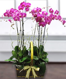 4 dall mor orkide  istanbul iek sat sitemizden 