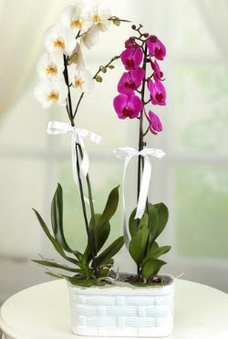 1 mor 1 dal beyaz thal orkide sepet ierisinde  istanbul 14 ubat sevgililer gn iek siparii verin mutlu edin 