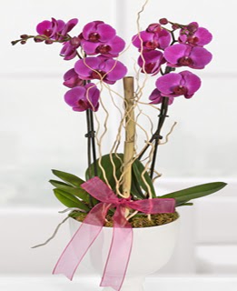2 dall nmor orkide  istanbul kkekmece iekileri iinde lider ieki firmamz sizler sayesinde bymektedir 