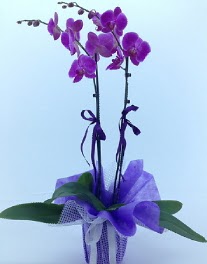 2 dall mor orkide  yurt d iek siparii vermek iin doru yerdesiniz. Bizi arayn 0 - 216 - 3860018 