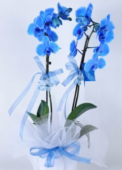 2 dall mavi orkide  istanbul avclar yurtii ve yurtd iek siparii 