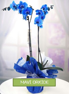 2 dall mavi orkide  istanbul esenler online ieki , iek siparii 