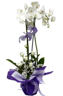 2 dall beyaz orkide 5 adet beyaz gl  istanbul iek siparii firmamzdan 
