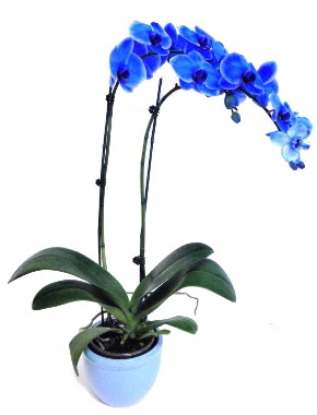 Seramikli 2 dall sper esiz mavi orkide  istanbul avclar iekiler sitemizden sizlere zel 