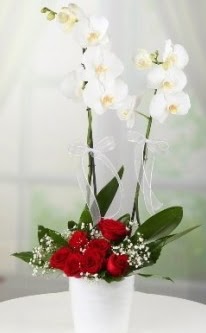 2 dall beyaz orkide 7 adet krmz gl  istanbul karaky anadolu ve avrupa yakas hzl kaliteli ieki dkkan 