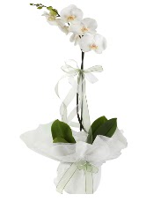 1 dal beyaz orkide iei  istanbul tuzla iek servisi , ieki adresleri 