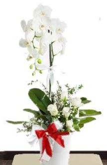Tek dall beyaz orkide 5 beyaz gl  istanbul kadky gvenli kaliteli hzl iek 