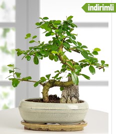 S eklinde ithal gerek bonsai japon aac  istanbul avclar yurtii ve yurtd iek siparii 