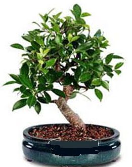 5 yanda japon aac bonsai bitkisi  istanbul kkekmece iekileri iinde lider ieki firmamz sizler sayesinde bymektedir 