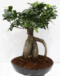 5 yanda japon aac bonsai bitkisi  istanbul avclar yurtii ve yurtd iek siparii 