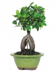 5 yanda japon aac bonsai bitkisi  istanbul skdar iekileri firmamz kaliteli taze ve ucuz iekler sunar 
