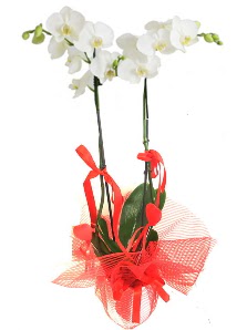 2 dall beyaz orkide bitkisi  istanbul iin sevgilime en gzel hediye iek ve doru yerdesiniz 