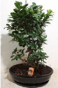 75 CM Ginseng bonsai Japon aac  stanbul grsel iek siparii 