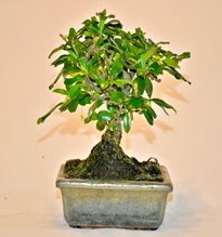 Zelco bonsai saks bitkisi  istanbul avclar iekiler sitemizden sizlere zel 