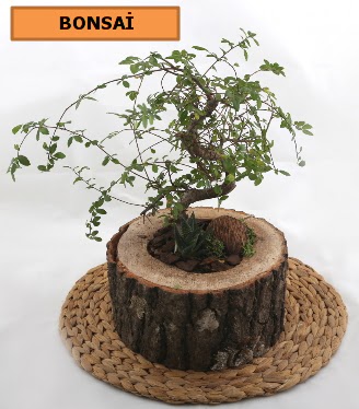 Doal aa ktk ierisinde bonsai bitkisi  stanbul beikta her semtine iek gnderin 