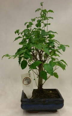 Minyatr bonsai japon aac sat  stanbul beikta pasta ,iek ve tatl gnderme firmas 