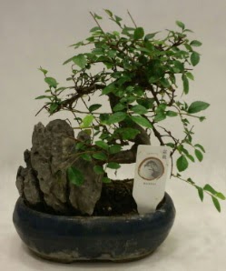 thal 1.ci kalite bonsai japon aac  stanbul tuzla iek yollayarak sevdiklerinizi martn 