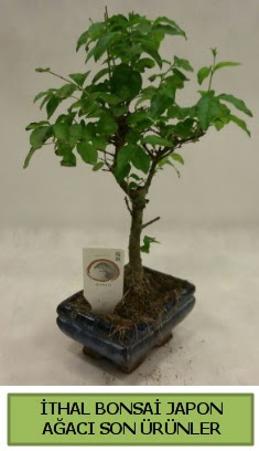 thal bonsai japon aac bitkisi  beyolu ieki hediye rnlerimiz sizlere zel hazrlanmaktadr 