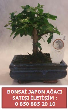Japon aac minyar bonsai sat  stanbul tuzla iek yollayarak sevdiklerinizi martn 