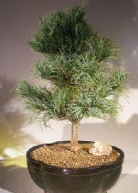 am aac bonsai bitkisi sat  stanbul Kadky nternetten iek siparii verebilirsiniz. 