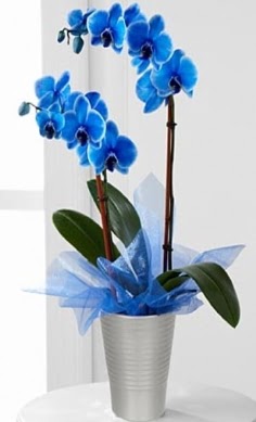 Seramik vazo ierisinde 2 dall mavi orkide  taksim ieki sitemizden her saat kredi kart ile sipari verebilirsiniz 
