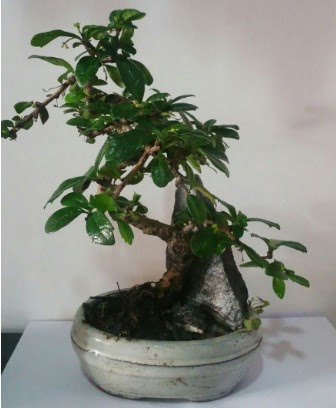 S eklinde ithal bonsai aac  istanbul pendik iek ve pasta sat grsel hediyelik sunar 0 - 216 - 3860018