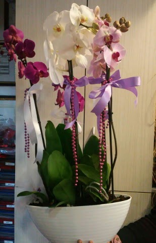 Mor ve beyaz ve pembe 6 dall orkide  stanbul Kadky nternetten iek siparii verebilirsiniz. 