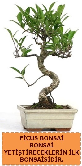 Ficus bonsai 15 ile 25 cm arasndadr  istanbul pendik iek ve pasta sat grsel hediyelik sunar 0 - 216 - 3860018