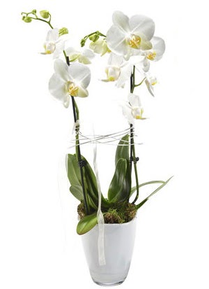 2 dall beyaz seramik beyaz orkide sakss  stanbul beikta her semtine iek gnderin 