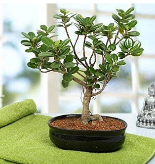 Lovely Ficus Iceland Bonsai  istanbul kkekmece iekileri iinde lider ieki firmamz sizler sayesinde bymektedir 
