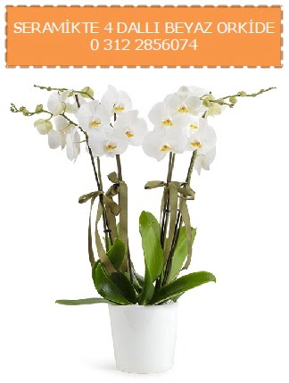 Seramikte 4 dall beyaz orkide  istanbul esenler online ieki , iek siparii 