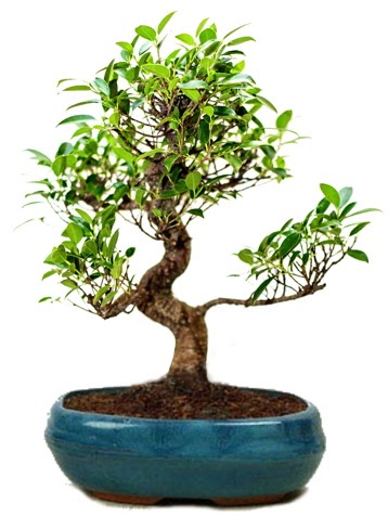 25 cm ile 30 cm aralnda Ficus S bonsai  stanbul beikta her semtine iek gnderin 