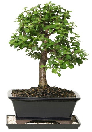 15 cm civar Zerkova bonsai bitkisi  istanbul kadky gvenli kaliteli hzl iek 