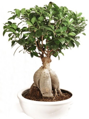Ginseng bonsai japon aac ficus ginseng  stanbul mraniye ieki telefonlar 0 - 212 - 2111508 