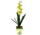 zel Yapay Orkide Sari  stanbul iek sat firmamzdan sizlere zel 
