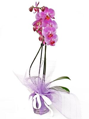  istanbul kkekmece iekileri iinde lider ieki firmamz sizler sayesinde bymektedir  Kaliteli ithal saksida orkide