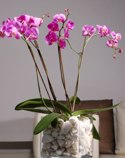  istanbul kadky gvenli kaliteli hzl iek  2 dal orkide cam yada mika vazo ierisinde