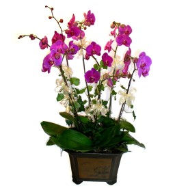  istanbul skdar iekileri firmamz kaliteli taze ve ucuz iekler sunar  4 adet orkide iegi